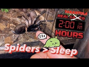 When a Tarantula Keeper can't sleep ..
