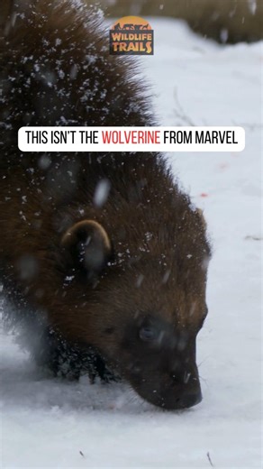 Yes, this isn’t the Wolverine you thought you knew. This one doesn’t come from a comic panel or a movie screen. The real wolverine lives across the far north — in the boreal forests and tundra of Canada, Alaska, Scandinavia, and Siberia. If the Wolverine is known for metal claws and spectacle, this animal is known for endurance, memory, and an ability to survive winters that strip everything down to essentials. . , #wolverine#NorthernWildlife#ColdAdapted #ArcticWildlife#Wolverine BorealForestWil