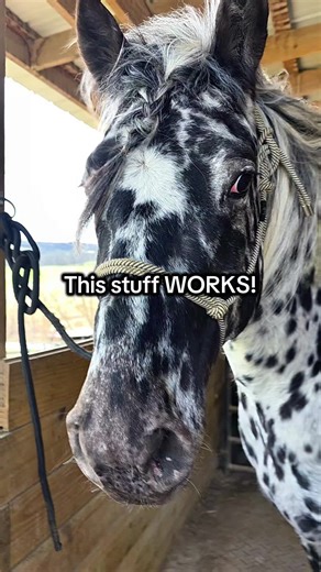 Effective Equi-Sarc Cream for Horse Sarcoids