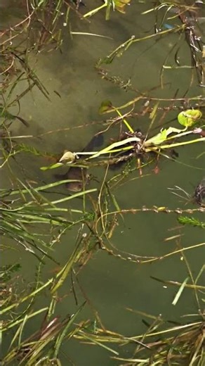 Leseng Nai Joho Haruting #sittingonthedockofthebay #international #fishing #trythatinasmalltown