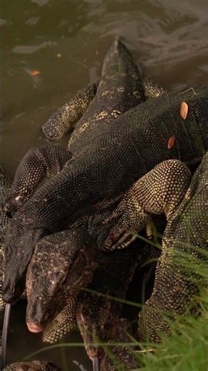 slow motion of raven and monitor lizards at lumphi