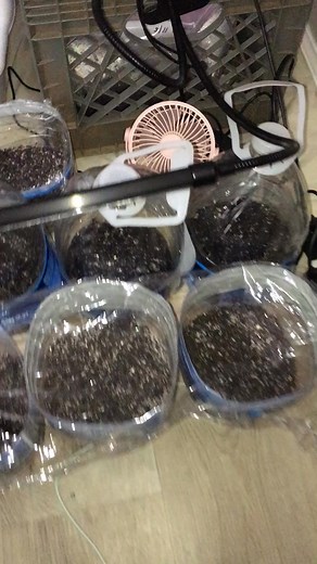 Indoor Garden Setup‼️🌿🪴🌱 Here’s a clear, beginner-friendly guide to get you started: 🌱 1. Choose the Right Location Pick a spot that gets consistent light and is easy to access for watering. Common options: Near a south- or east-facing window A kitchen counter or shelf Tip: Avoid drafty areas or spots near heaters/AC vents. 💡 2. Decide on Your Light Source Indoor plants need sufficient light to thrive. If you have natural light: Great for herbs, leafy greens, and many houseplants. Observe h