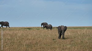 Wild animals of Africa. Family of wild elephants in a natural environment. Kenya, Africa