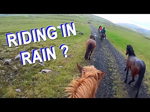 Ever Ridden In Rain ? 🇮🇸 🐴 #iceland #horses