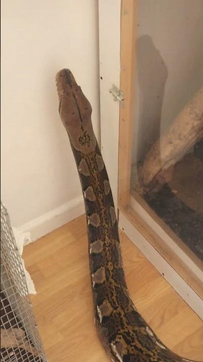 Reticulated Python Out To Explore #snake #reticulatedpython #reptiles