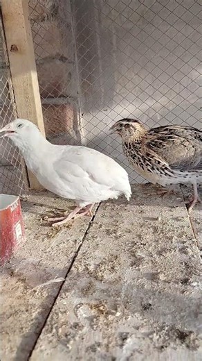 Rare Color Quails LIVE From London #shortvideo #quail