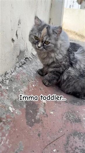 Immmma toddler😾🐈#catshorts #funnycat #catvideos #cutecat #viralshorts #cute #kitten #cat
