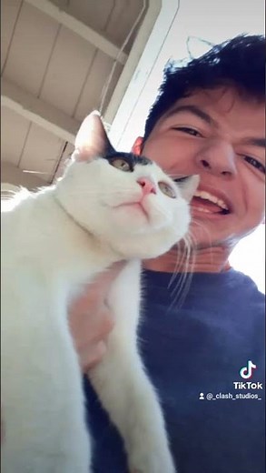 Not Here KITTEN WHISKERS