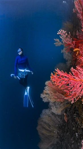 /JRUN | sea fans towering like ancient trees of the deep. amazed by the unexpected beauty of the East Lombok Underwater 🥹🩵 | Instagram