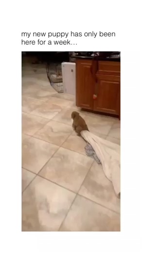 Hilarious Dog Compilation - Cute & Funny Dogs