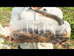 Making Eel Traps - How To Catch Eel with Plastic Bottle