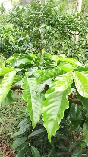 Klon ps buah perdana..