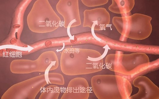 体内细胞与内环境之间的物质交流（3D动画）