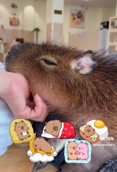 Capybara Chill Time with Emotional Support Human