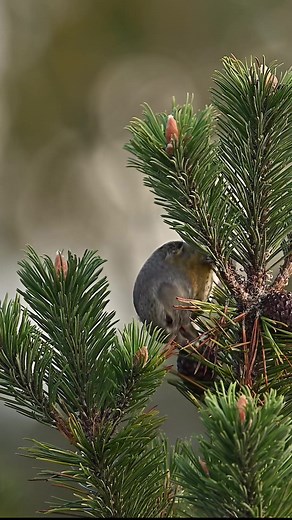 Wild Wonder Tv ♾️ on TikTok