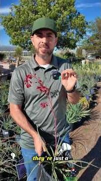 💧 Water Wise Wednesday: Red Yucca Spotlight 🌿