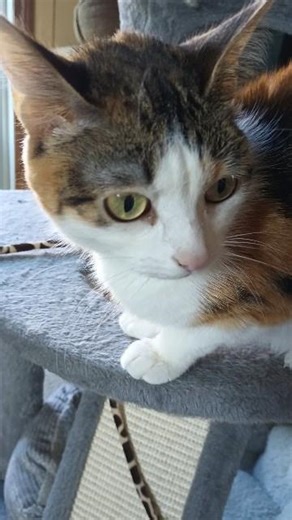 fix my tree mom #trend #cat #video #cute #vlog #viral #dailyshorts #dailyvlog #reels #pets #shorts