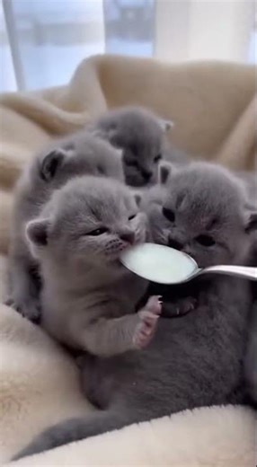 Newborn British Blue Kittens First Milk Feeding Adorable Winter Day