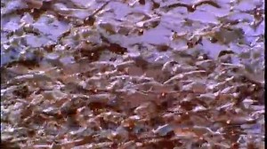 (2004) Neighbourhood Animals UK/Australian 2005 DVD (Dutch)