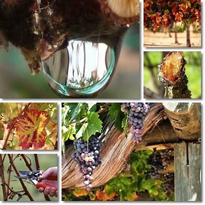 Properties and Benefits of Grapevine Sap - NatureWord