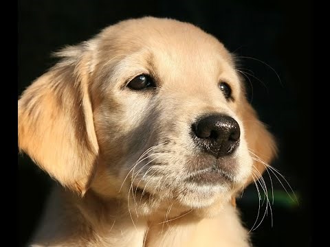 GOLDEN RETRIEVER PUPPY TRAINING - ADDESTRAMENTO DI BASE PER CUCCIOLI