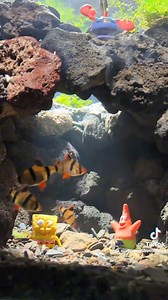 Creating a cave in tank scape . . #malaysianaquarium #coralmalaysia #malaysiareefkeeper #kedaionlinemalaysia #fishkeep #reefscapers #reeflife #saltwatertank #malaysiareeftank #myaquriumshops #marinefishtanks #myaquarium #marinelife #reefaquariumsetup #reefscape #malaysiaoinestore #reeftanksetup #reefaquariumsofinstagram #reefkeeping #reeftankmalaysia #reeftankamalaysia #reefaddicts #reefpornreefpack #reefmoonshiners #malaysiasaltwater #reeftankaddiction #kedaiaqurium #reefmalaysia | MyaquariumSh