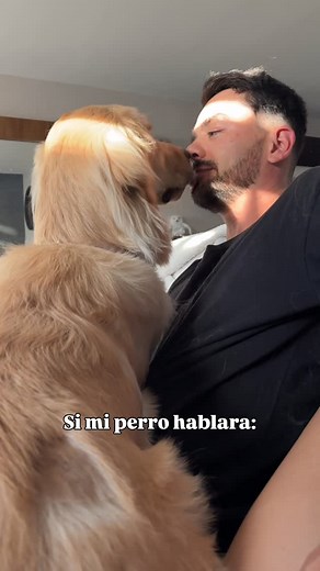 Mi papi es mi humano favorito ❤️ #goldenretriever #dog #golden #humor #adorable #mascota #cute #perro #humanofavorito | Mazlagold