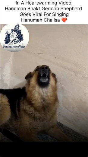 When Devotion Has No Language 🧡 German Shepherd Sings Hanuman Chalisa | Viral Video