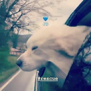 76K views · 6.4K reactions | All these updates I’m reading and hearing about shelters being empty is making my heart so happy! I just want to say a big thank you to everyone who adopted or fostered a four legged quarantine buddy! They truly are the best friends you could ever have! JD is very happy about it too. He was side of the road find! #dogmom #rescue #greatpyreneesmix | Miranda Lambert | Facebook