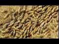 Canton Termite and Pest Control | Canton Georgia Termite & Pest Control