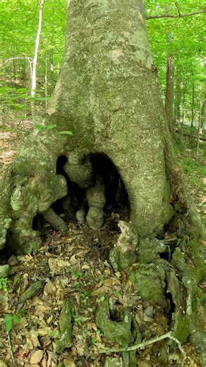 Looking inside an old tree #nature #usa #trees | Underground Birmingham