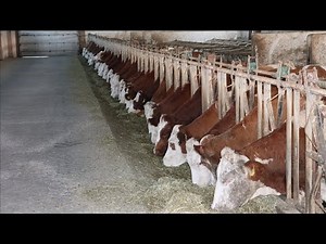 Silage Production Process – Step by Step