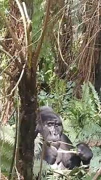 Gentle Giants of the Mist: Mountain Gorillas Feeding in Their Natural Habitat
