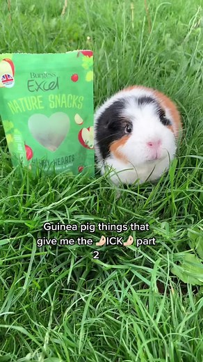 Sorry not sorry x #guineapigsoftiktok #guineapigcare #guineapigcagetour #guineapigtiktok #guineapigvideos #guineapig #guineapigfood #fyp