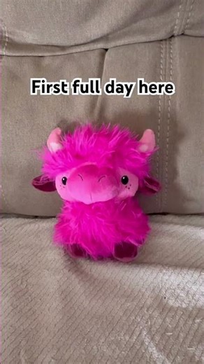 I am trying 💗 #youtubeshorts #youtube #babycow #pink #valentinesday #cow #plushie #animals #cute