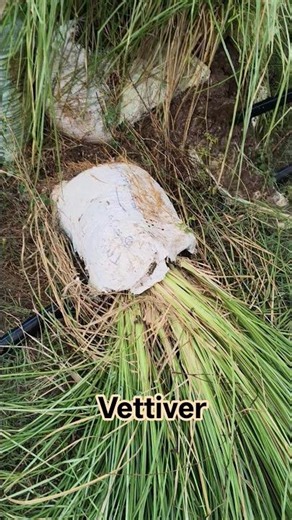 Vettiver farming | herbal root #vetiver #vetivergrass