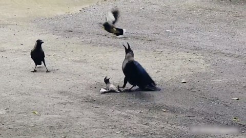 Mother Bird Scares Away Crows Attacking Her Baby