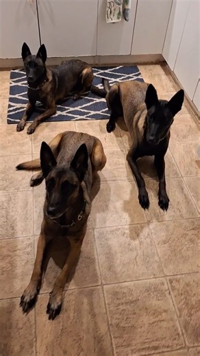 Synchronized Dog feeding -wait for it. #belgianmalinois #dogtraining | Malinois and Dutch Shepherd training