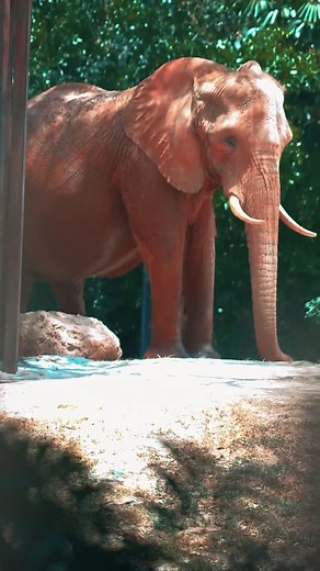 3.2K views · 98 reactions | We’re not a regular zoo, we’re a cool zoo. 女 From incredible animals to lush gardens and rare plants, every corner is full of life. Come explore and see how animals and nature thrive together here at #ZooMiami! | Zoo Miami | Facebook