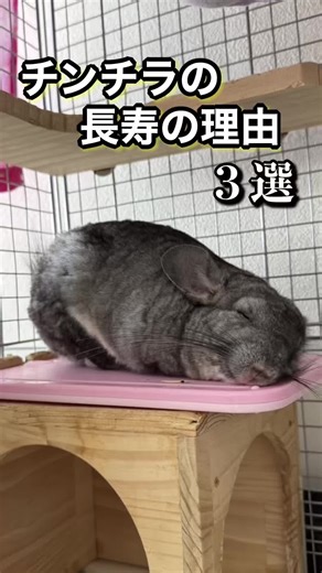 チンチラが長寿な理由3選とその魅力