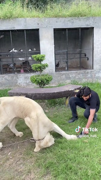 Lion snatch shoe from my hand🦅🦁👑#lion #lionhub #tiktokpakistan #unfrezzmyaccount #fyp #viral #love #steal #snatch #🦁