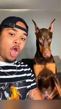 Animal Funny Videos #funny #animal #video