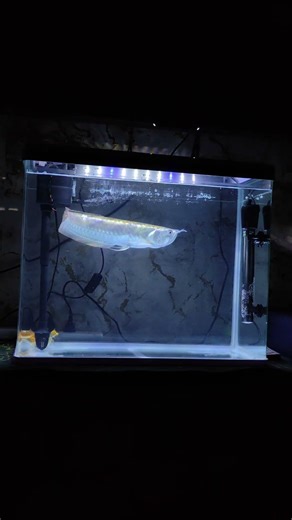 Daily Arowana feeding routine 🐠Healthy fish, peaceful aquarium vibes.#arowanafish #aquariumfish#fish