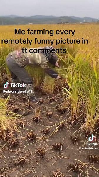 Exploring Giant Mangoes: Fun Facts and Farming Tips