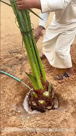 Planting with Purpose: How Traditional Methods Nurture Life