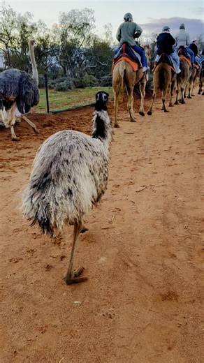 Come for a camel walk with us 🧡 | Silverton Outback Camels. The Outback Ark & Farm Stay