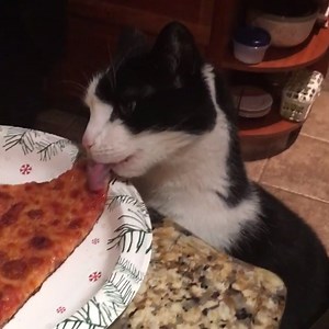 90K views · 1.2K reactions | We have never met a creature who doesn't love pizza. | Animal Tales | Facebook