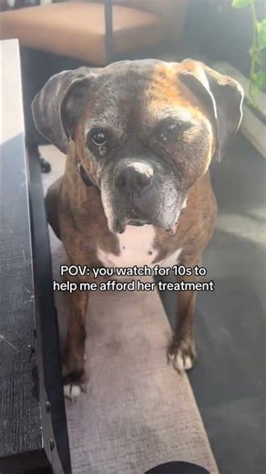 LINK IS IN BIO❤️‍🩹This is Lucy 💛 She was just diagnosed with fibrosarcoma, a rare and aggressive