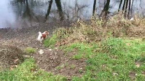 1.3K views · 204 reactions | THE ADVENTURES OF SD & BD | Superdog & Batdog | Facebook