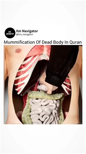 Ilm navigator on Instagram: "This video provides a detailed 3D anatomical look at the ancient Egyptian mummification process, showing the step-by-step removal of internal organs and the preservation of the body. It bridges the gap between historical science and religious scripture by referencing the 1881 discovery of Pharaoh’s mummy, framing it as a fulfillment of a Quranic prophecy. The visuals are paired with a recitation of Surah Yunus (10:92), which states that Pharaoh’s body would be saved 